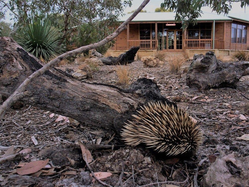 פלינדרס צ'ייס Kangaroo Island Wilderness Retreat מראה חיצוני תמונה