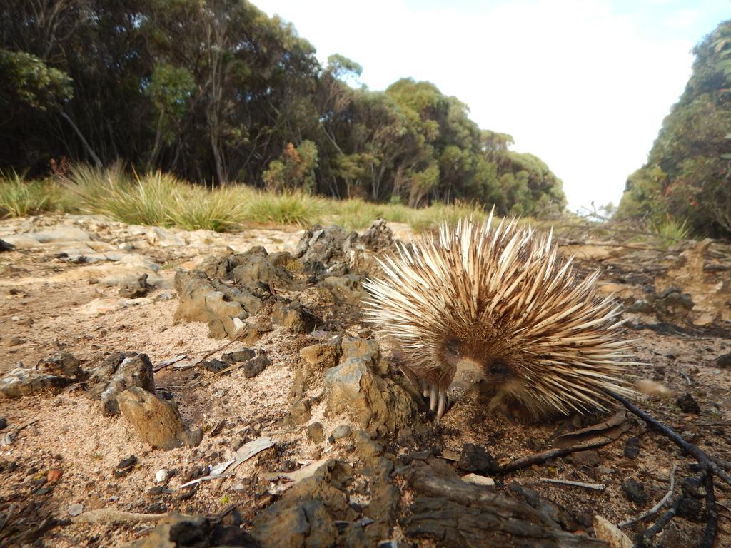 פלינדרס צ'ייס Kangaroo Island Wilderness Retreat מראה חיצוני תמונה